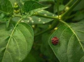 a ladybug on a leaf photo