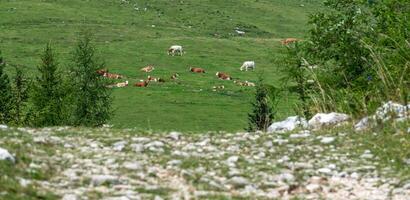 vacas descansando en un verde prado en krvaveč montaña, Eslovenia foto