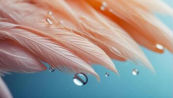 Beautiful feather, drop of water, color background photo