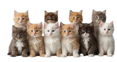 AI generated Lots of cute fluffy kittens isolated on white background photo