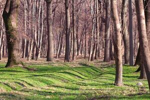 Bare trees on green clearing in forest or park in spring or autumn. Nature photo