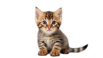 AI generated cute fluffy kitten isolated photo