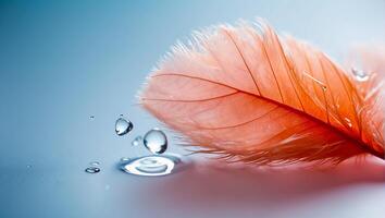 Beautiful feather, drop of water, color background photo