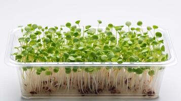 AI generated Macro photo of Microgreens in transparent container Top view. Micro greens with small leaves for salads, dishes. Close-up plant food for cafes and restaurants. Business for Grow