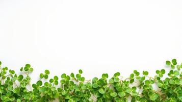 Greenery white background with copyspace. Macro Business banner of Eco plants and herbs with blank place for text. Closeup Fresh Micro greens and superfood with copy space photo