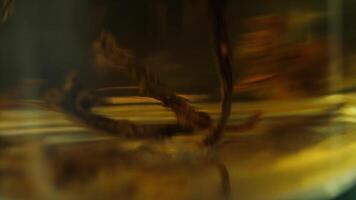 Pouring hot black tea from restaurant style cattle. Boiling water is poured into the kettle with tea. Close-up of the particles of black tea in the kettle video