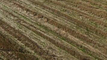 antenne visie Aan zomer landschap met tarwe veld- en wolken. filmmateriaal. detailopname gouden tarwe oren Aan veld, top visie. backdrop van rijpen oren van geel tarwe veld. video