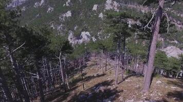 aéreo ver de pino árbol bosque con montaña paisaje. disparo. aéreo parte superior ver de verde arboles en bosque. salvaje bosque, aves ojo ver las venas madre naturaleza pino árbol video