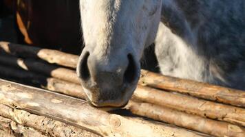 cheval tête fermer. une tête coup de une magnifique baie cheval video