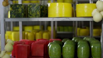 multicolor quesos de diferente Los grados en estantes. escena. queso ruedas en un estante. cabezas de natural orgánico hecho en casa queso. un grande selección de diferente francés y italiano quesos en monitor video