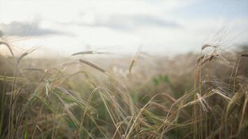 spikelets av fjäder gräs mot de bakgrund av Övrig spikelets av fjäder gräs. video. jordbruks bakgrund med mogen spikelets av råg i de gyllene strålar av de låg Sol bakgrundsbelysning video