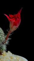 Cactus flower blooming vertical time lapse video. video