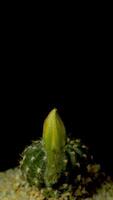 Cactus flower blooming vertical time lapse video. video