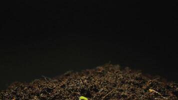 petit les plantes croissance en haut dans saleté en dessous de sol temps laps 4k images. video