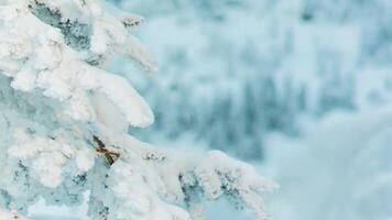 ijzig boom Afdeling in winter. video. detailopname van pijnboom Afdeling met sneeuw en groen naalden. met sneeuw bedekt boom Afdeling Bij zonsondergang video