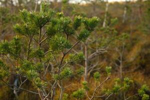 Spruce branches in the swamp in the Yelninsky Nature Reserve, Belarus, Ecosystems environmental problems climate change photo