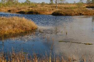 lagos en el pantano en el yelnya naturaleza reservar, bielorrusia, otoño. ecosistemas ambiental problemas clima cambio foto