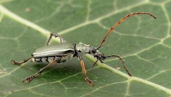 AI generated Long horned beetle diastocera wallichi perched on leaf, insects and butterflies image photo