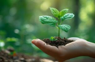 AI generated Hand holds small soil plant symbolizing growth care and nature connection, children planting trees image photo