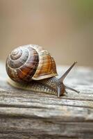 AI generated snail slowly moving across a wooden surface. Ai generated photo