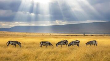 ai generado sereno paisaje dónde un grupo de cebras pacer pacíficamente en medio de alto, dorado pastos ai generado foto