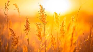 AI generated Photo of tall wild grass, bathed in the golden hue of the setting sun. The grass is detailed and appears soft, swaying gently, creating calm and peaceful atmosphere Ai Generated