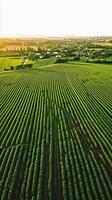 AI generated aerial view captures large, lush green field with crops planted in straight, parallel lines. The field is vibrant and well maintained, indicating healthy crop growth. Ai Generated photo