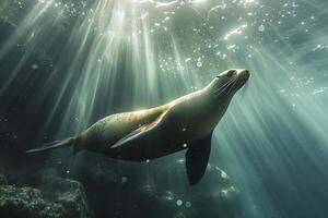 AI generated sea lion swimming underwater, illuminated by beams of sunlight piercing through the surface Ai generated photo