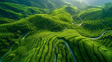 AI generated aerial view of vibrant green tea plantations is beautiful sight to behold. The plantations are organized in neat rows that form intricate patterns on the landscape. Ai Generated photo