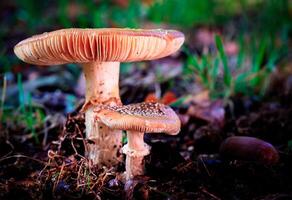 cosecha de hongos miel hongo armillaria mellea un familia de comestible hongos en el otoño bosque. foto