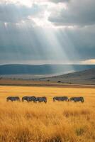 ai generado sereno paisaje dónde un grupo de cebras pacer pacíficamente en medio de alto, dorado pastos ai generado foto