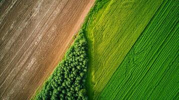 ai generado foto dos adyacente agrícola campos, uno estéril y el otro lozano verde. el estéril campo debería tener marrón suelo y visible tractor líneas indicando reciente cultivo. ai generado