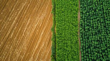 ai generado foto dos adyacente agrícola campos, uno estéril y el otro lozano verde. el estéril campo debería tener marrón suelo y visible tractor líneas indicando reciente cultivo. ai generado