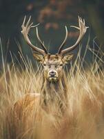 AI generated majestic stag standing amidst tall, wild grasses Ai generated photo