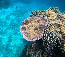 hermosa habitantes de el submarino mundo en el coral arrecife de el rojo mar foto