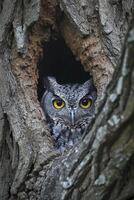 AI generated owl peeking out from a dark hole in a tree Ai generated photo