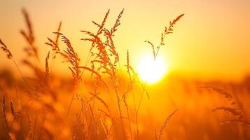 AI generated Photo of tall wild grass, bathed in the golden hue of the setting sun. The grass is detailed and appears soft, swaying gently, creating calm and peaceful atmosphere Ai Generated