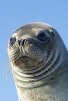 AI generated seal has smooth, grey skin with some visible textures and wrinkles Ai generated photo