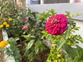 hermosas flores en el jardín foto