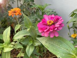 hermosas flores en el jardín foto