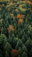 AI generated image captures dense forest from an aerial or elevated perspective. mix of evergreen and deciduous trees densely populate the forest Ai Generated photo