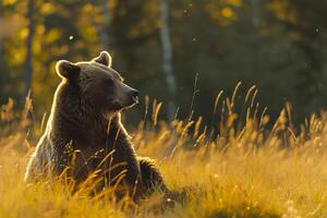 ai generado oso sentado en medio de alto césped con un bosque en el fondo, iluminado por el resplandor de luz de sol ai generado foto