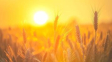 AI generated serene image captures peaceful scene of wheat field at sunrise. The sun is visible, appearing as bright, golden orb amidst the wheat stalks Ai Generated photo