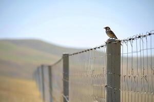 ai generado pequeño pájaro es encaramado en uno de el hormigón publicaciones secundario el cerca ai generado foto