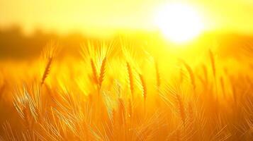 ai generado sereno imagen capturas pacífico escena de trigo campo a amanecer. el Dom es visible, apareciendo como brillante, dorado orbe en medio de el trigo tallos ai generado foto