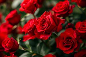 ai generado hermosa rojo Rosa pétalos parte superior vista, lleno marco de rosas ramo de flores ai generado foto