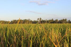 Rice plants and blue sky. Close-up view of rice leaves in rice field photo