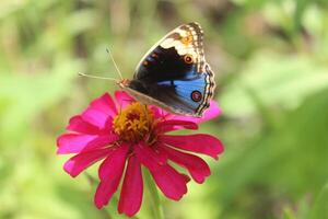butterfly, sucking honey on a flowering plant photo