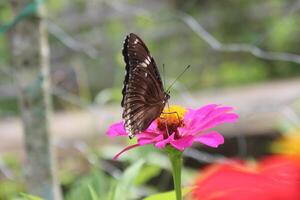 butterfly, sucking honey on a flowering plant photo