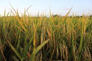 Rice plants and blue sky. Close-up view of rice leaves in rice field photo